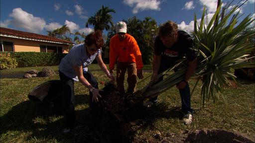 Palm Trees, Combo Boiler Video Thumbnail