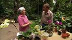 This Old House | Ask TOH | Orchids, Kitchen Cabinet | PBS