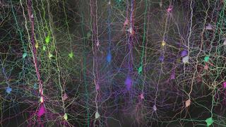 Blueprint for the Brain