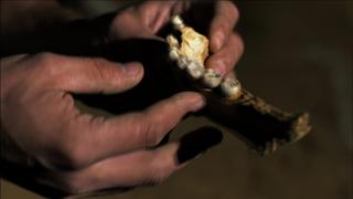 Caveman Cold Case - Preview