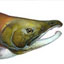 Salmon Fact Sheet