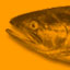 Salmon Lifecycle