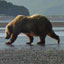 Brown Bear Fact Sheet