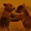 The Bear Blog