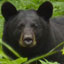 Black Bear Fact Sheet