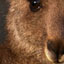 Filming Urban Roos