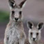 Kangaroo Fact Sheet