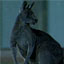 Metropolitan Marsupials