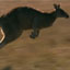Marsupials: The Evolution Backstory