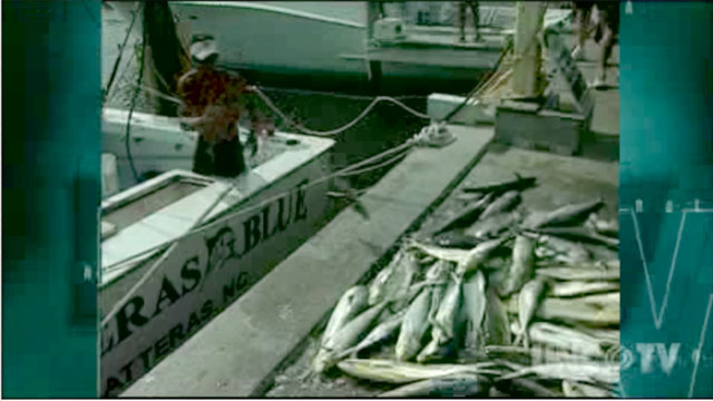Coastwatch: Finding Fish