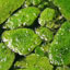 Algae Fuel