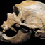 Are Neanderthals Human?
