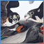 Audubon Originals