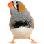 Bird Brains