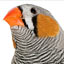 Bird Brains