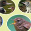 Name That (Bird) Tune