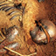 Bog Bodies of the Iron Age