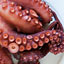 How Smart Is an Octopus?