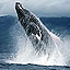 Download Whale Wallpaper
