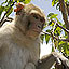 Spark Blog: Filming on an Island of Monkeys