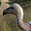 Cape Griffon Vultures in Trouble