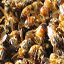 Impact on Agriculture