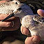 Why Save the Red Knot?