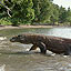 The Komodo Dragon's Remarkable Physiology