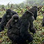 Gorilla Family Dynamics
