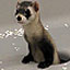Captive Breeding Success Stories