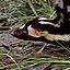 The Family Mephitidae