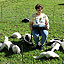 Skunks as Pets