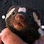 Tell Us Your Skunk Tales