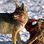 Reintroduction of the Wolves