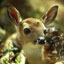 More on the White-tailed Deer