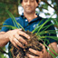 How to Divide Overgrown Perennials
