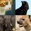 Your Favorite Smart Animal