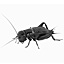 Five Reasons to Eat Insects