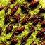Bugs You Can Eat