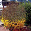 Forsythia in Winter