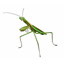 Meet the Good Bugs