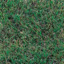 Grass Species