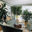 Easy Houseplants