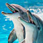 How Smart Are Dolphins?
