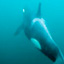 Video: Orcas Hunting