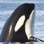 In-depth: Orca Pods