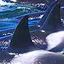 Slideshow: Orca Attack