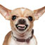 The Meaning of Dog Barks