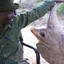 Milking the Rhino: The Film