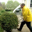 Move Shrubs Before Construction
